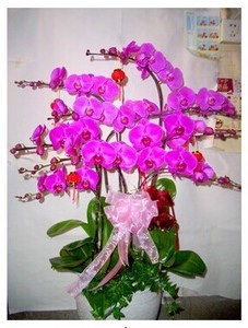 蝴蝶兰盆栽选购指南 上海同城送花与岚灵花市攻略